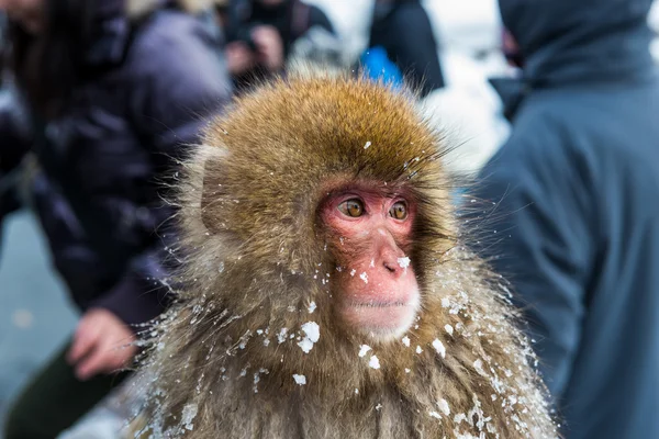 Mono de nieve —  Fotos de Stock
