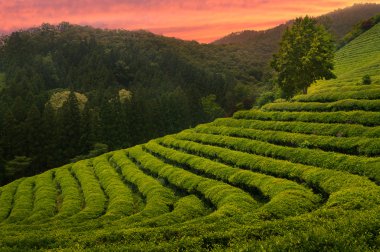 Boseong çay alanları