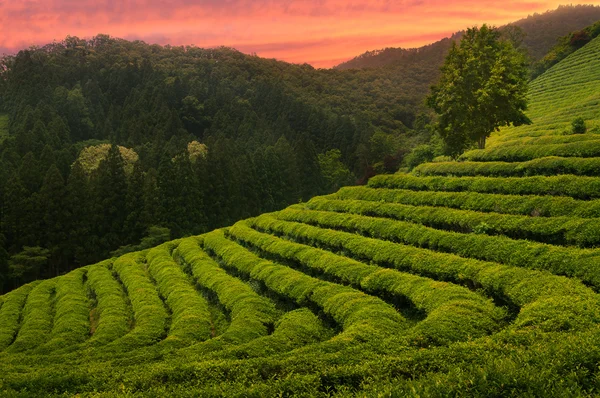 宝城茶田 — 图库照片