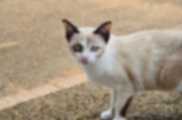 Verschwommener abstrakter Hintergrund der Katze — Stockfoto