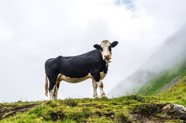 Dağların manzaralı otlağında ve Alplerdeki beyaz bulutlarda kır çiçeklerinin olduğu bir çayırda siyah ve beyaz dağ ineği. İnekler ve geviş getirenler sera gazı üretiminden sorumludur..