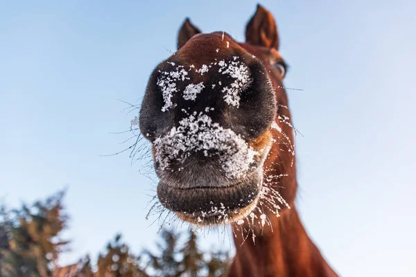 A horse\'s head seen from below. The horse\'s mouth is snow-covered, ice and water droplets can be seen on its hair and whiskers. Funny pictures of animals.