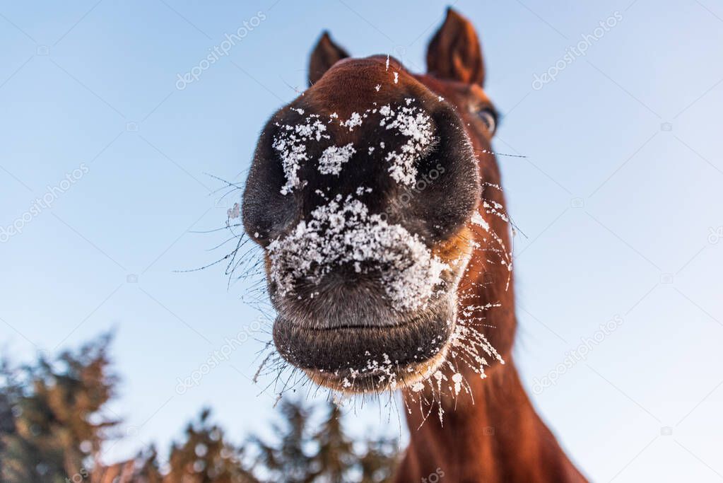A horse's head seen from below. The horse's mouth is snow-covered, ice and water droplets can be seen on its hair and whiskers. Funny pictures of animals.