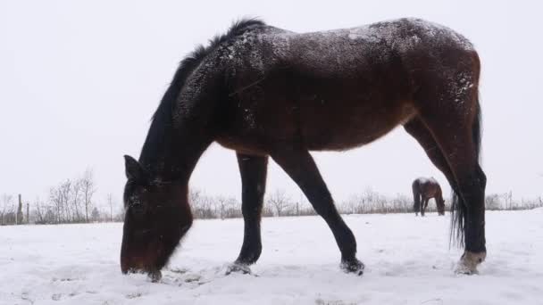 Cavalo Marrom Coberto Neve Pastando Prado Procura Grama Sob Neve — Vídeo de Stock