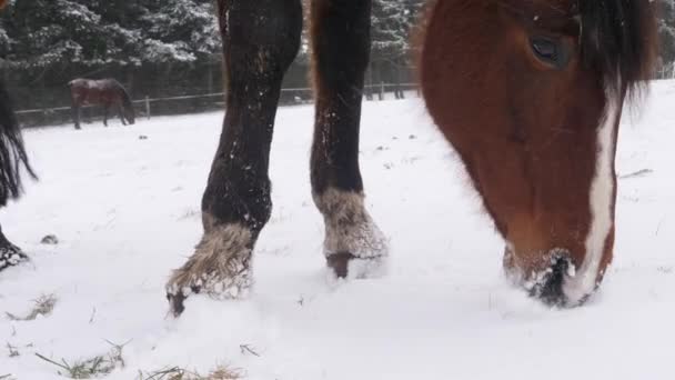 Kůň Pasoucí Zasněžené Louce Hledající Potravu Pod Sněhem Zimní Krajina — Stock video