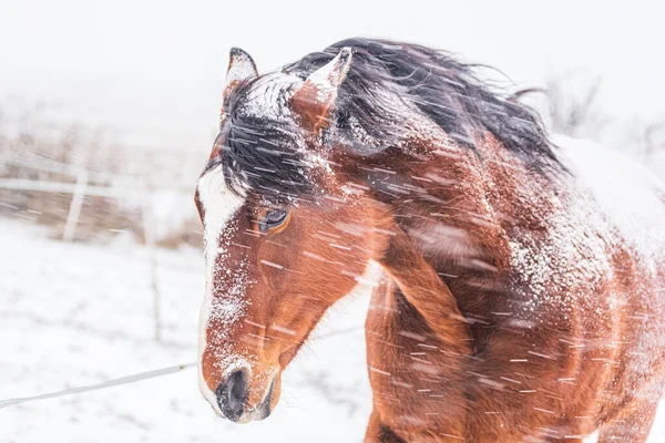 Ein Pferd Auf Einer Koppel Einem Windigen Wintertag Sichtbare Schneeflocken lizenzfreie Stockfotos