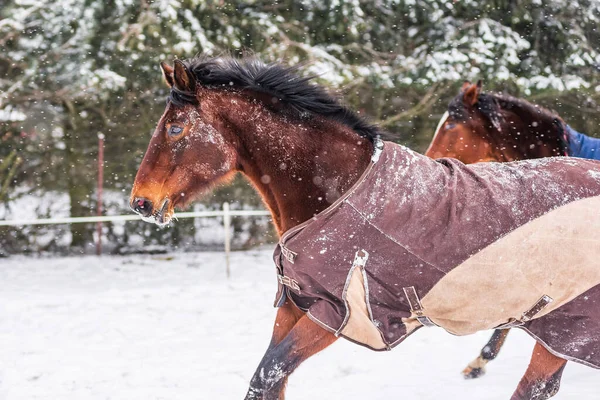Cavalo Galopante Usando Tapete Uma Cobertura Que Protege Cavalo Frio — Fotografia de Stock
