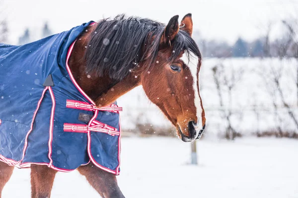 Horse Wearing Blue Rug Covering Protects Horse Cold Horse Looking Stock Image