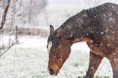 Rüzgarlı bir kış gününde çayırda ıslak bir at. Görünür kar taneleri, rüzgar ve buz. Atın gözlerine ve kafasına yakın çekim. At çiftliğinde kış manzarası.