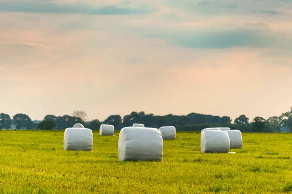 The round haylage bales wrapped in white foil will provide food for farm animals during the winter. A green meadow in the background of the setting sun after summer hay.