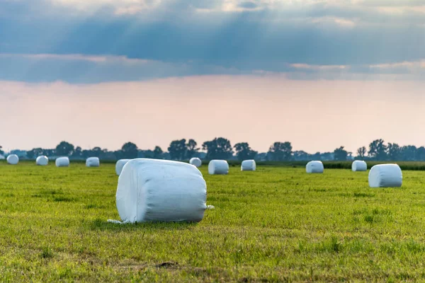 Green Meadow Background Setting Sun Summer Hay Haylage Bales Wrapped Stock Photo