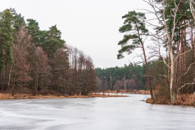 Donmuş, buzla kaplı, kıvrılan bir nehir, bir kış ormanı boyunca akıyor. Yeşil çamlar, kahverengi çalılar ve buzdan sarkan dallar. Kış ormanı manzarası, gri bulutsuz gökyüzü.