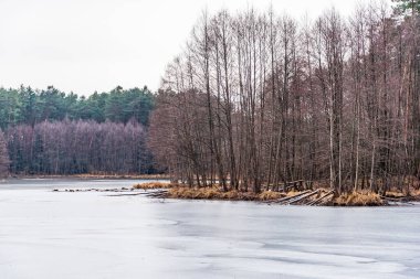 Donmuş, buzla kaplı, kıvrılan bir nehir, bir kış ormanı boyunca akıyor. Yeşil çamlar, kahverengi çalılar ve buzdan sarkan dallar. Kış ormanı manzarası, gri bulutsuz gökyüzü.