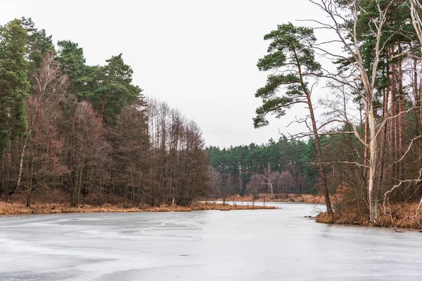 Donmuş, buzla kaplı, kıvrılan bir nehir, bir kış ormanı boyunca akıyor. Yeşil çamlar, kahverengi çalılar ve buzdan sarkan dallar. Kış ormanı manzarası, gri bulutsuz gökyüzü.