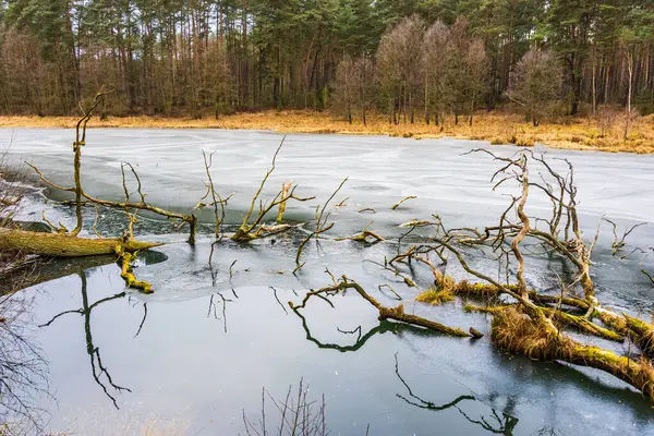 Frusen Istäckt Slingrande Flod Som Rinner Genom Vinterskog Gröna Tallar — Stockfoto
