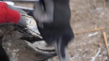 Doğal toynak kesimi, at toynağı restorasyonu. Farrier kesiyor, bir atın toynaklarını şekillendiriyor.