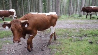 Bir inek sürüsü ve genç bir boğa Alpler 'deki orman yürüyüş parkurunu geçiyor. Serbest otlayan inekler Avusturya 'da yaygın bir manzaradır. Bir boğayla tanışmak hoş ve güvenli değil..