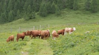 İskoç sığır sürüsü. Uzun boynuzlar ve tüylü bir paltoyla karakterize edilen eski bir İskoç sürüsü. Dağların arka planında otlayan bir dağ çayırında..