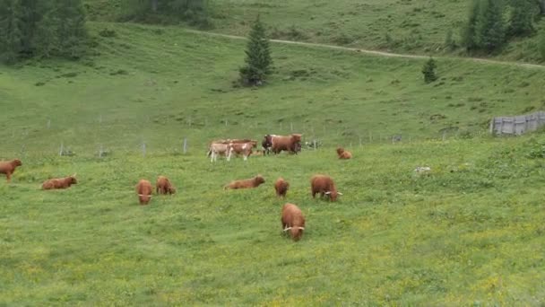 Herd Highland Vee Een Oud Schots Runderras Met Lange Hoorns — Stockvideo