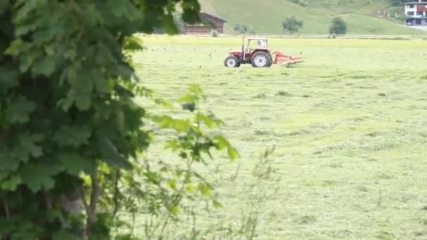 Ciągnik Alpejskiej Łące Grabie Grabią Trawę Rzędy Zbierają Kiszonkę Paszę — Wideo stockowe