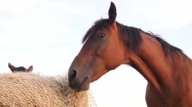 Özel bir saman ağından saman yiyen at. Yavaş beslenen saman ağları, atların doğada yediği gibi yemesini sağlar, çünkü atları dişlemek ve hareket ettirmek için cesaretlendirilmelidir..