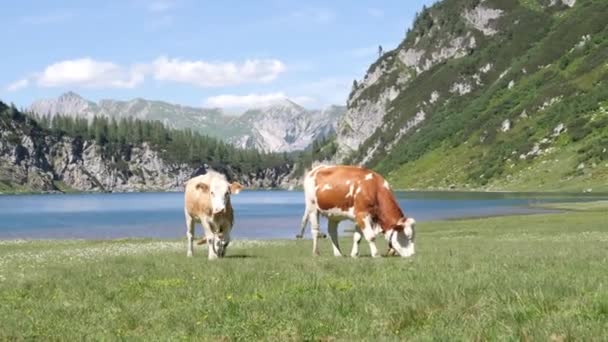 Yüksek Dağların Eteğindeki Bir Çayırda Otlayan Inekler Alp Dağı Gölü — Stok video