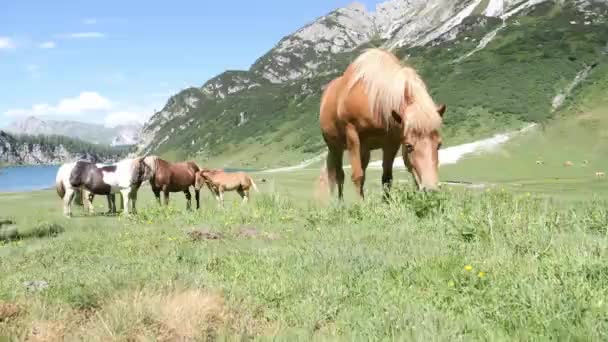 Stado Koni Koń Źrebak Klacz Wypasająca Się Alpejskiej Łące Podnóża — Wideo stockowe
