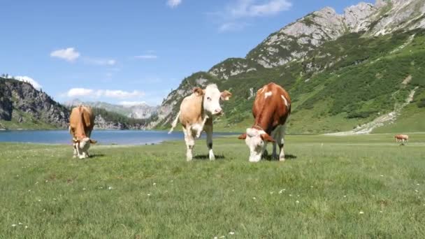 高い山のふもとに高山草原に牛の放牧 真夏の高山湖と緑の自然 — ストック動画