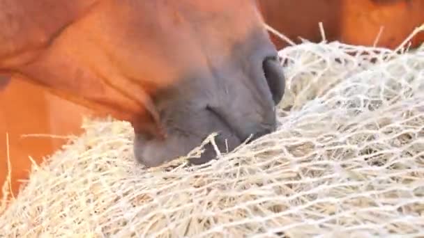 Paardenetend Hooi Uit Een Speciaal Hooinet Langzame Voedernetten Maken Het — Stockvideo