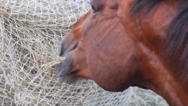 Коні Їдять Сіно Спеціальної Сінової Сітки Повільна Годівниця Сіна Дозволяє — стокове відео