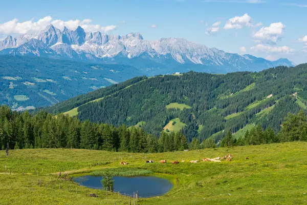 Стадо Коров Пасущихся Альпийском Лугу Маленьким Прудом Заднем Плане Массив — стоковое фото