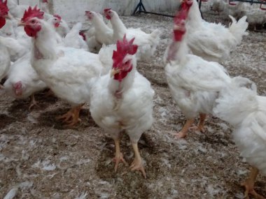 Tavuk kümesine talaş serpiştirilmiş beyaz tavuklar