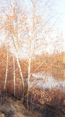 Sonbahar manzarası gölü, düşmüş sarı yapraklı ağaçlarla çevrili.