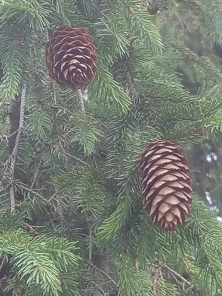 Fir Cones Green Branch — Fotografia de Stock