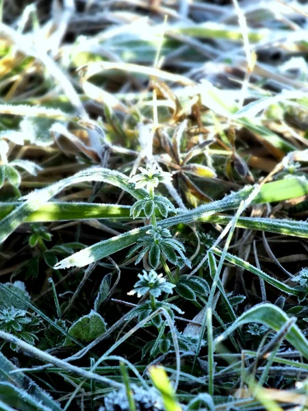 Sonbahar yaprakları ve çim frost
