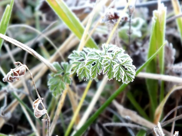 Sonbahar yaprakları ve çim frost