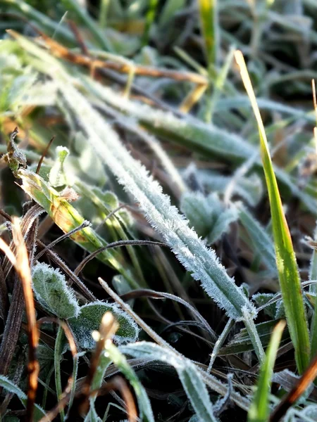 Autumn leaves and grass frost — Stock Photo, Image