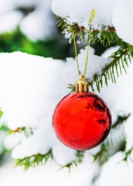 Bir kış şehrinde, karla kaplı bir köknar dalına kırmızı bir top asılır. Yakın plan. Noel ve Yeni Yıl kavramı.