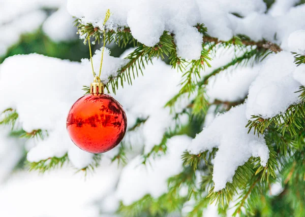 A red ball hangs on a snow-covered fir branch in a winter city. Close-up. Christmas and New Year concept.