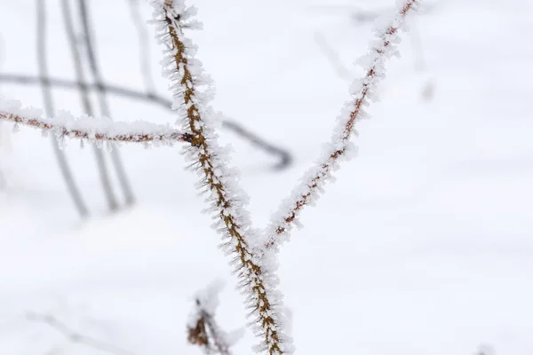 Mróz Płatki Śniegu Gałęziach Krzewów Rośliny Parku Pokryte Mrozem Zimna — Zdjęcie stockowe