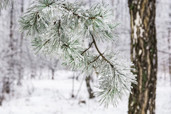 Pine Branch Green Long Needles Covered Frost — Stock Photo, Image