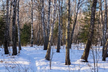 Kışın huş ağacı ormanında karlı bir yol.