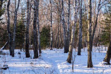 Kışın huş ağacı ormanında karlı bir yol.