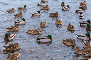 Bir vahşi ördek ailesi nehirde yüzer..