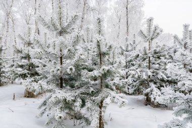 Filizler ve huş ağaçları kar ve buzla kaplıdır. Peri kışı ormanı. Şiddetli buz.