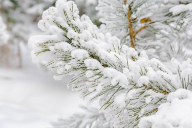 Büyük iğnelerle karla kaplı büyük bir çam dalı. Kış dondurucu soğuk.