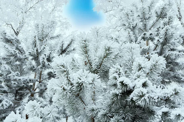 Kışın Soğuk Ormanlarda Kar Buzla Kaplanmış Yeşil Çam Çam Ağaçları — Stok fotoğraf