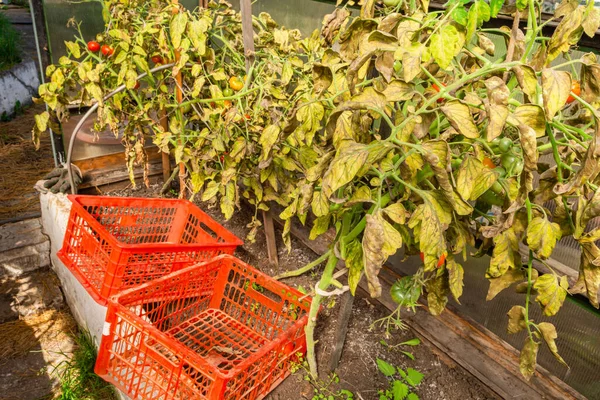 Seradaki domatesler geç çürümeye uğrar. Phytophthora Infestans, geç tahribat veya geç tahribat olarak bilinen domateslerde ciddi bir hastalığa neden olan bir bumicete türüdür..