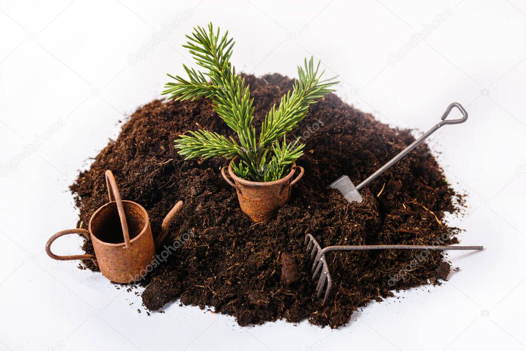 Plant and gardening tools on the background of fertile soil, top view. Gardening or planting concept. Spring work in the garden.