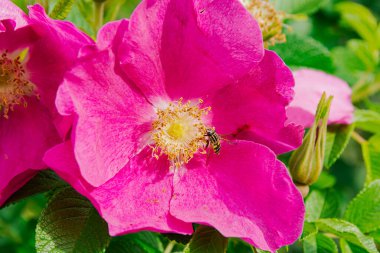 Arı, pembe gül çiçeğinin erkek organlarını döller..